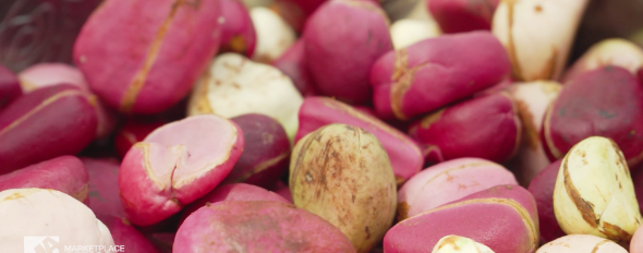 kola nut